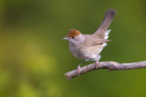 Blackcap (Sylvia atricapilla), Fauvette à tête noire, Curruca Capirotada, Branch, branch, Ormoz