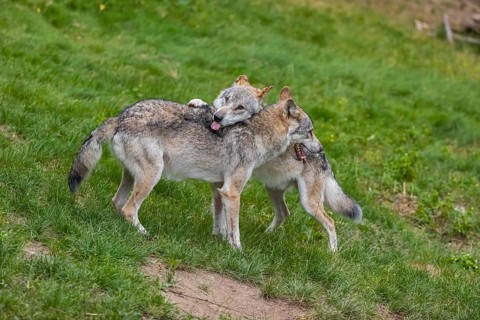 Two adult male eurasian gray wolves (Canis lupus lupus), social behaviour, dominance