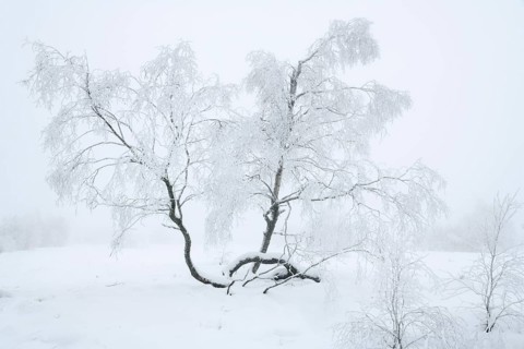 Bog birch (Betula pubescens) with hoarfrost in winter, High Fens, Hautes Fagnes, Wallonia, Belgium