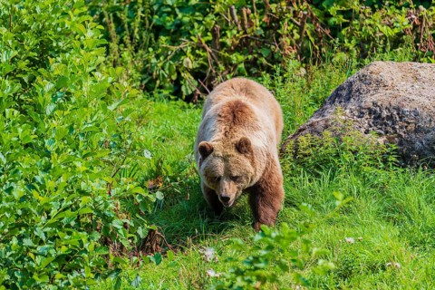 One adult male eurasian brown bear (Ursus arctos arctos) walking over a green meadow on hilly