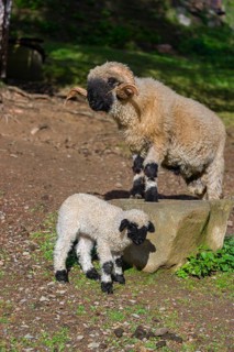 A male Valais Blacknose sheep and a lamb (Avis Aries) stand on a pasture on hilly ground