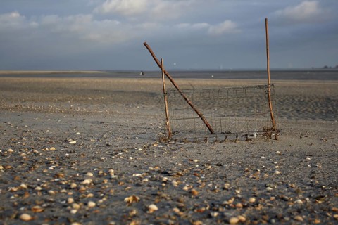 Common Ringed Plover (Charadrius hiaticula), Lower Saxony, Germany