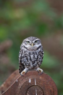 Little owl (Athene noctua) adult bird on metalwork, England, United Kingdom