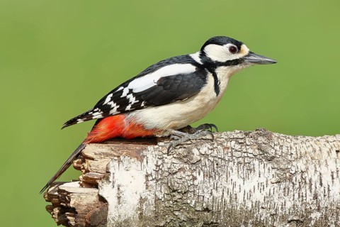 Great spotted woodpecker (Dendrocopos major) female sitting on a birch trunk, Animals, Birds,