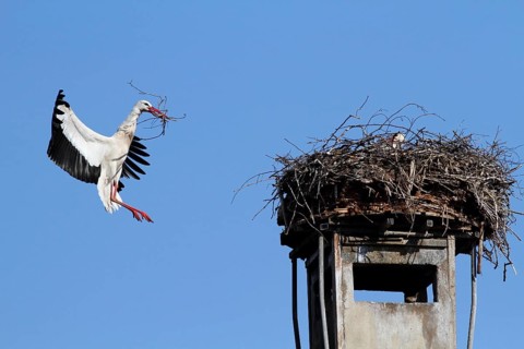 Animals, birds, stork, storks, the stork, white stork approaching its nest, side view, nesting