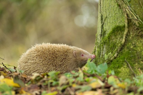 European hedgehog (Erinaceus europaeus) adult white or albino animal in a woodland, Suffolk,