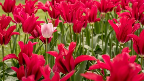 A single white tulip stands amidst a vibrant field of red tulips. The contrast highlights the