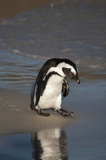 African Penguin (Spheniscus demersus) on beach, South Africa