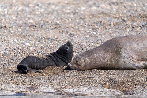 Southern elephant seal (Mirounga leonina), female with young on a pebble beach, Península Valdés,
