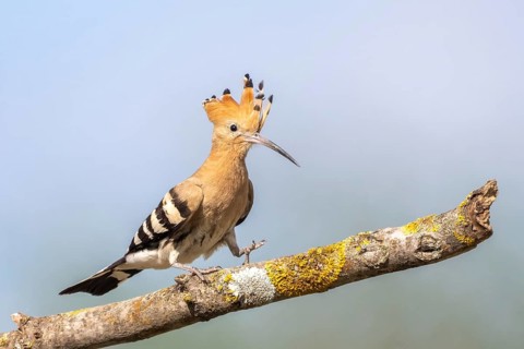 Hoopoe (Upupa epops), perched on a branch, Lower Austria, Austria