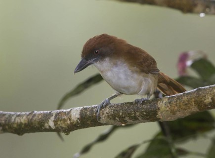 Great Antshrike, female - Rancho Suamox, Pichincha, Ecuador