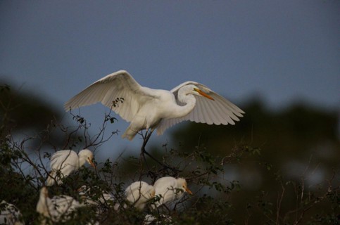 Great egret (Ardea alba) Pantanal Brazil