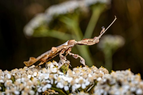 A brown praying mantis, camouflaged as it balances on small white flowers, a phantom mantis in a
