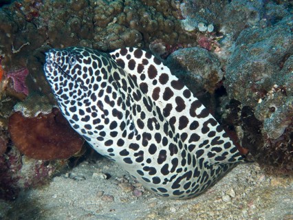A spotted moray eel, the giant net moray (Gymnothorax favagineus), winds its way between the corals