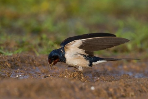 Barn Swallow - Rauchschwalbe - Hirundo rustica ssp. rustica, Morocco, adult female