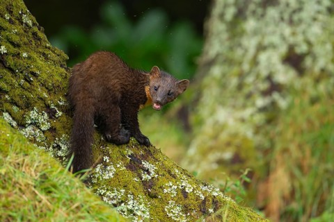 European pine marten (Martes martes) adult animal on the base of a tree in a woodland in summer,
