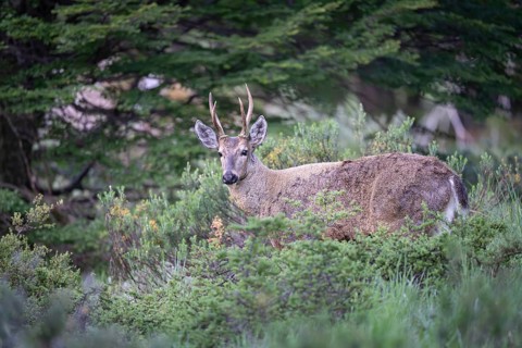 Southern Andean deer (Hippocamelus bisulcus), male with antlers, standing between bushes at the