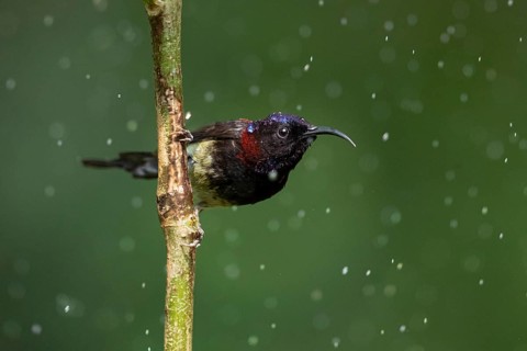 Black-throated Sunbird (Aethopyga saturata assamensi) male perched on a branch, Yunnan, China