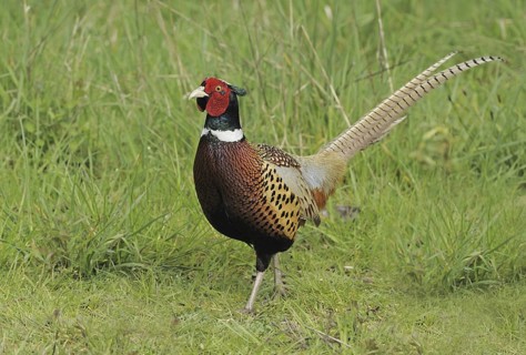 Common Pheasant (Phasianus colchicus) male, British Columbia, Canada