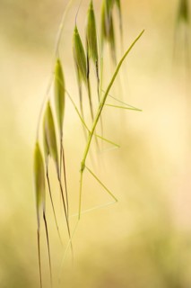 A delicate stick insect blends seamlessly with the slim, vertical green blades of grass,