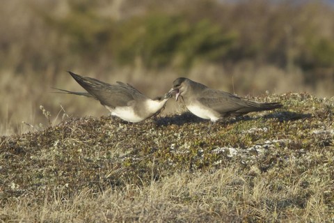 Parasitic Jaeger (Stercorarius parasiticus), Manitoba, Canada