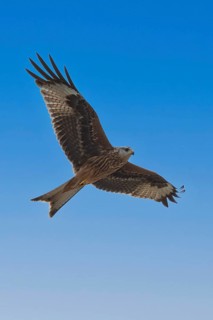 Red Kite (Milvus milvus) juvenile flying, Hesse, Germany