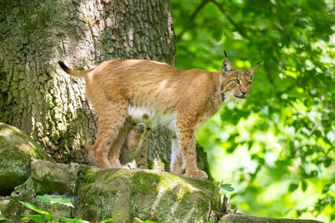 Eurasian lynx (Lynx lynx) mother with her youngsters (cubs) in a forest, Bavaria, Germany
