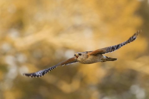 Red-shouldered Hawk (Buteo lineatus) calling in flight, Florida, USA