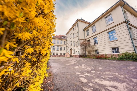 Historic school building surrounded by yellow spring flowers, Nagold, Calw district, Germany