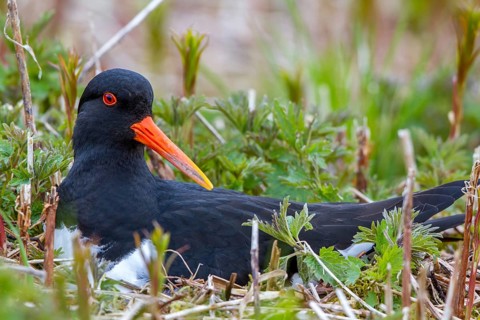 Eurasian Oystercatcher (Haematopus ostralegus) incubating, Lofoten, Norway