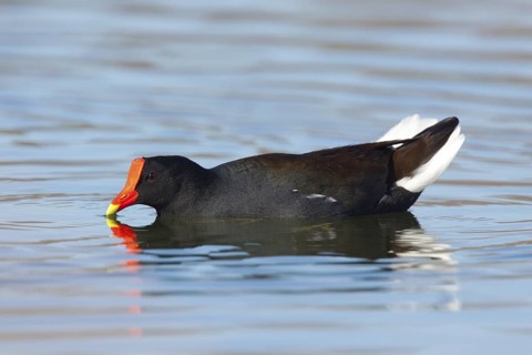 Common Moorhen Gallinula chloropus Kerney, Arizona, United States March Adult in aggressive display
