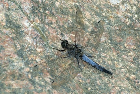 Black-tailed skimmer, big blue arrow, orthetrum cancellatum, anisoptera, damselflies, dragonflies,