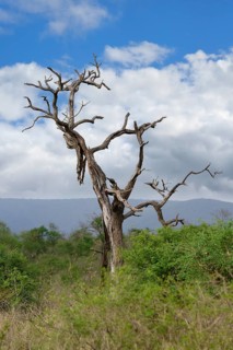 Savannah landscape with trees, Kwazulu Natal Province, South Africa