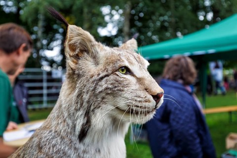 Stuffed lynx (Lynx), exhibit, taxidermy, detail, head portrait, Shepherd and Herding Festival 2017,