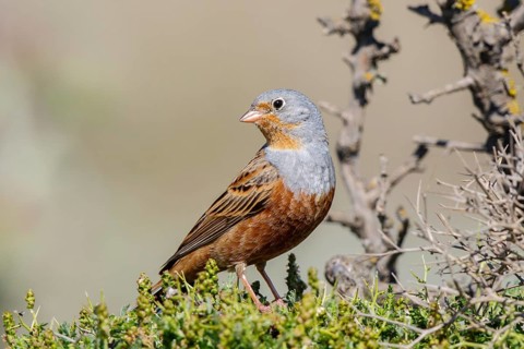 Cretzschmar's Bunting (Emberiza caesia) male, Lesvos, Greece