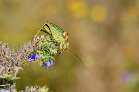 Steppe saddle grasshopper, steppe saddle grasshopper (Ephippiger ephippiger), male, on Viper's