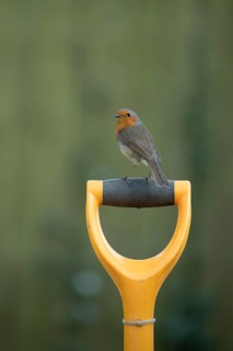 European robin (Erithacus rubecula) adult bird on a garden fork handle, Suffolk, England, United