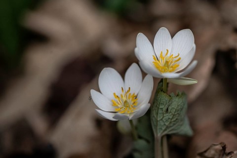 Canadian bloodroot (Sanguinaria canadensis), Emsland, Lower Saxony, Germany