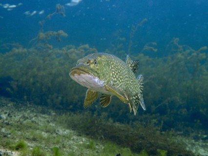 Frontal view of a pike (Esox lucius) swimming in deep blue water, at the Parkhaus Post dive site,