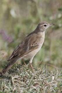 Plain-backed Pipit (Anthus leucophrys), Masai Mara, Kenya