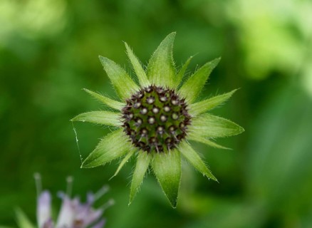 Close-up of a green flower with delicate leaves, wood scabious (Knautia dipsacifolia), Goms, Canton