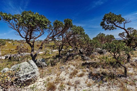 Close-up of trees and shrubs under a bright blue sky, the thornshrub savanna in the Caatinga
