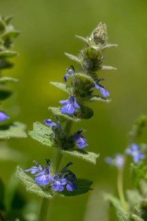 Ajuga Genevensis, Geneva Bugleweed, Geneva Bugleweed, Heather Guensel, Lamiaceae, Lamiaceae, Blue