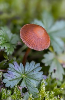 Bleeding bonnet, mycena sanguinolenta, purple-edged blood helmet, smaller bleeding mycena, fungi,