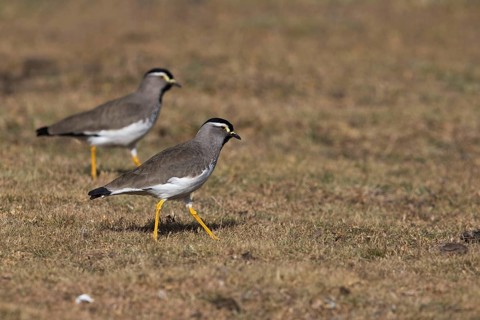 Spot-breasted Lapwing (Vanellus melanocephalus), Bale Mountains National Park, Ethiopia