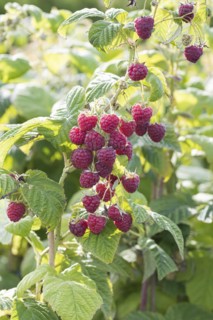 Raspberry (Rubus idaeus 'Sugana' TWOTIMER), Anchers Havecenter, Bautzen, Saxony, Germany