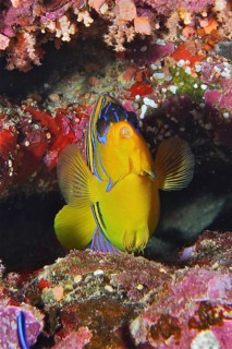 Peacock angelfish (Pygoplites diacanthus)