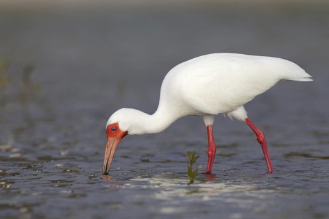 American White Ibis (Eudocimus albus), Florida, USA