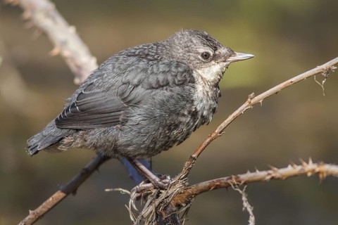 White-throated Dipper (Cinclus cinclus), chick perched, Galicia, Spain