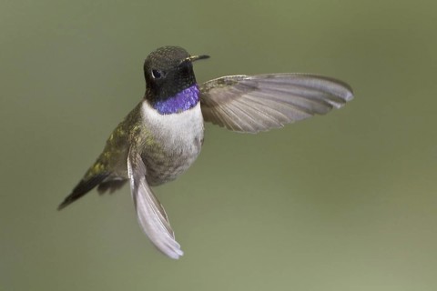 Black-chinned Hummingbird (Archilochus alexandri), British Columbia, Canada
